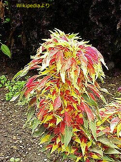 250px-Amaranthus_tricolor6.jpg