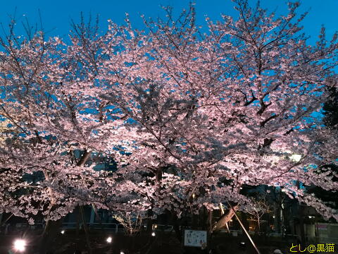 しながわ中央公園 夜桜 お花見