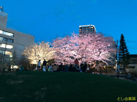 しながわ中央公園 夜桜 お花見