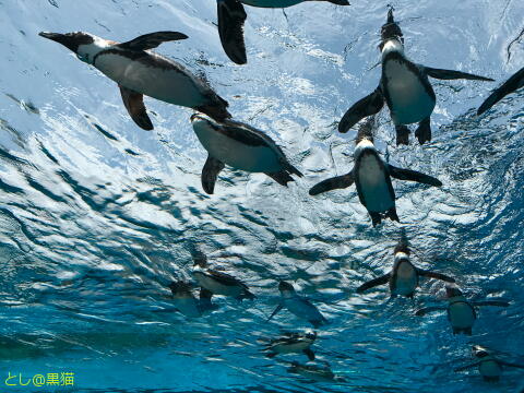 キミは空飛ぶペンギンを見たか？ サンシャイン水族館 その2
