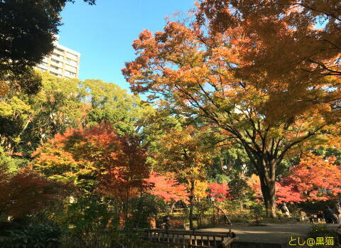 横浜公園で紅葉