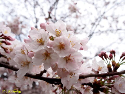 桜 まばらに満開