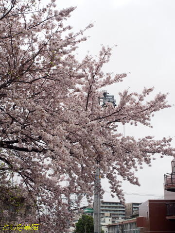 桜 まばらに満開